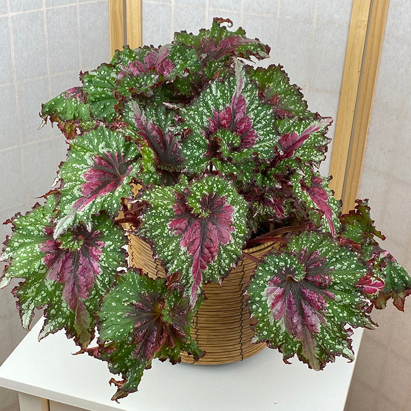 Begonia 'Joy's Jubilee' Leaf showing intricate patterns