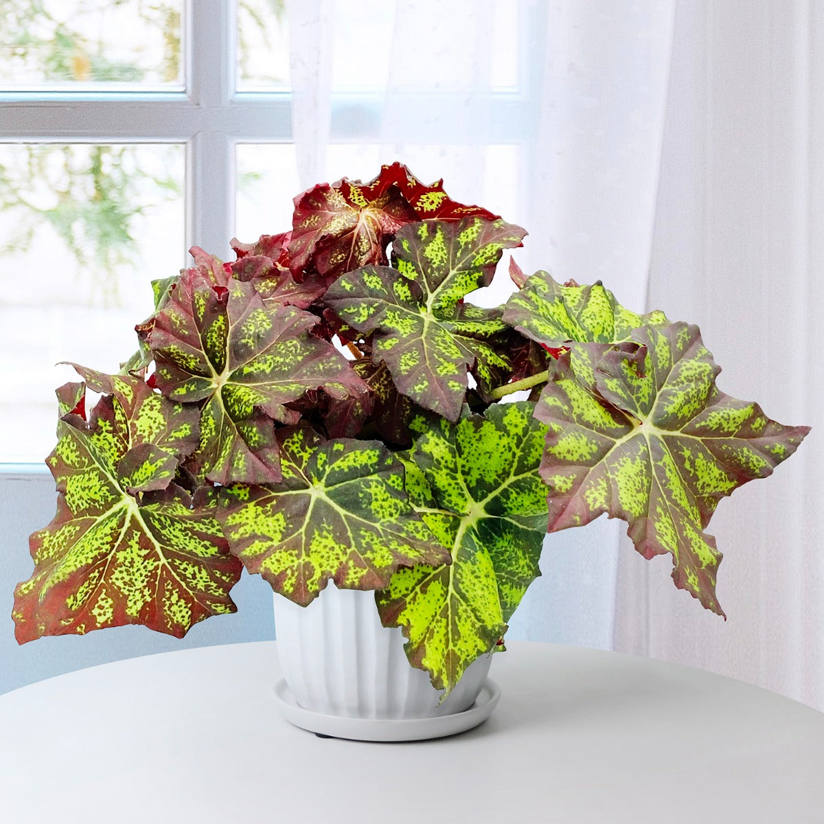 Begonia ‘Lime Truffle’ (Begonia rhizomatous hybrid)