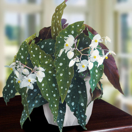 begonia_maculata_wightii-450x450 (begonias)
