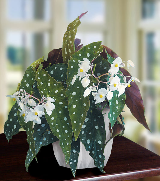 Begonia 'Wightii' For Sale – Logee's Plants