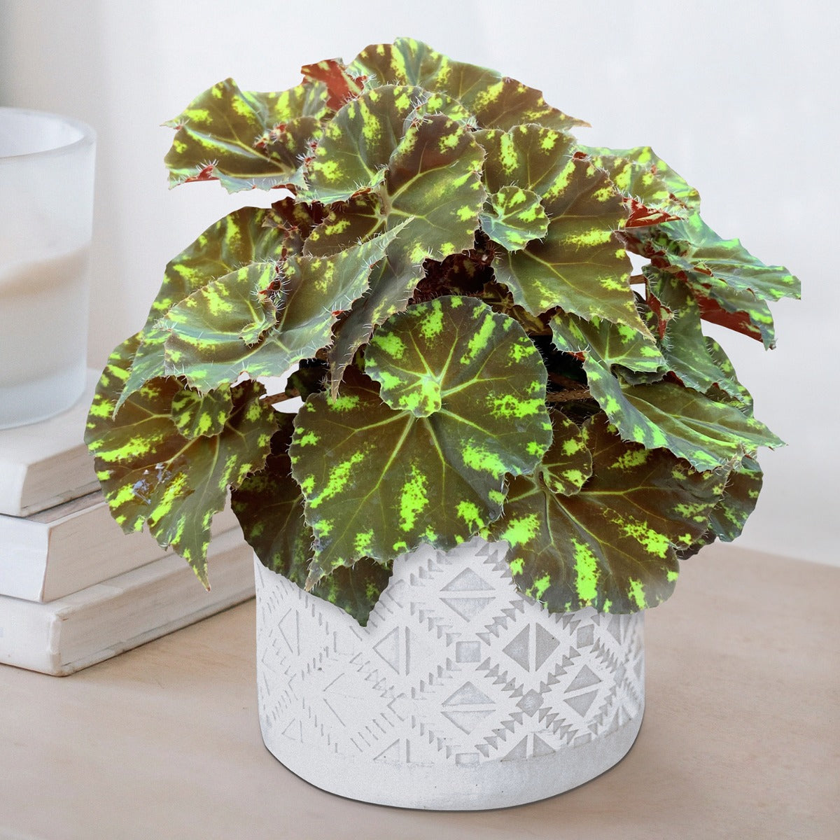 Begonia ‘Neon Splash’ (Begonia rhizomatous hybrid)
