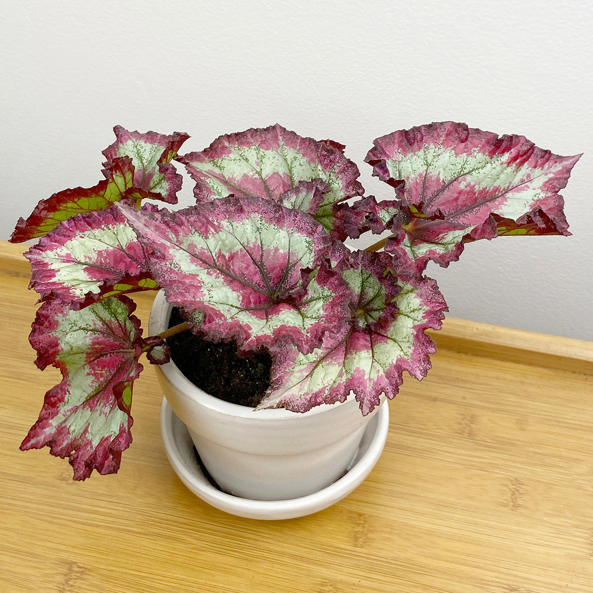 Begonia Red Escargot “Fandango” (Begonia rex hybrid)
