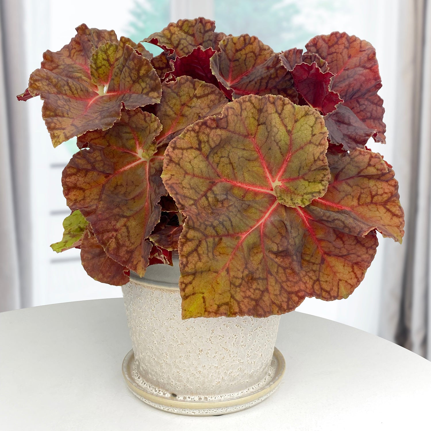 Begonia ‘Sienna Swirl’ (Begonia rhizomatous hybrid)