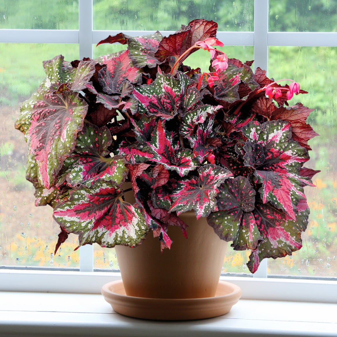 Begonia T Rex™ ‘St Nick’ PP (Begonia rex hybrid)