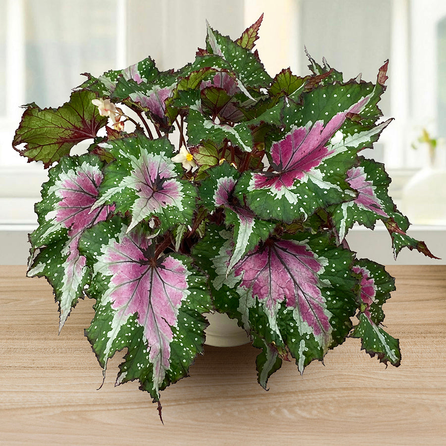 Begonia Watermelon Party (Begonia rex hybrid)