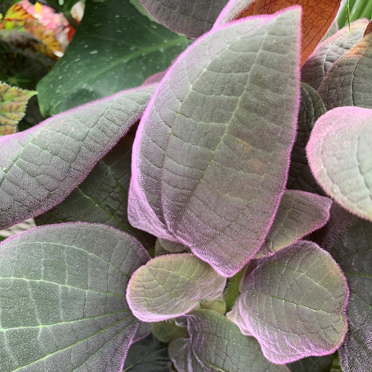 Bertolonia ‘Santa Teresa’ (Bertolonia sp cf ovata ‘Santa Teresa’)