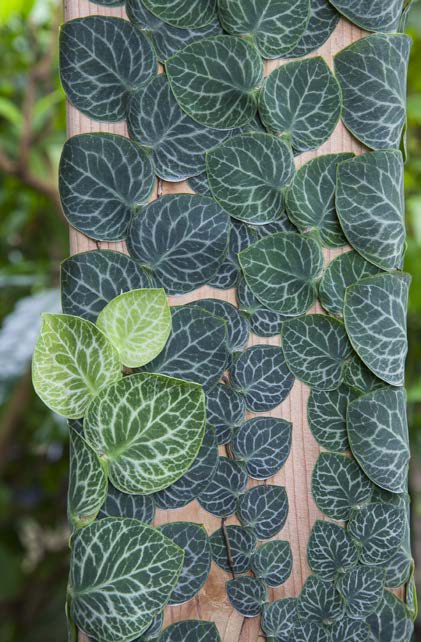Shingle Plant (Rhaphidophora cryptantha)