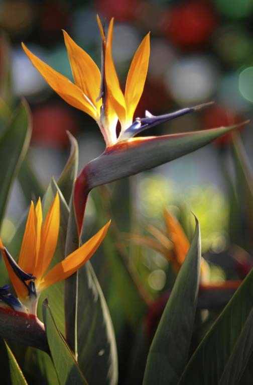 Bird of Paradise (Strelitzia reginae)