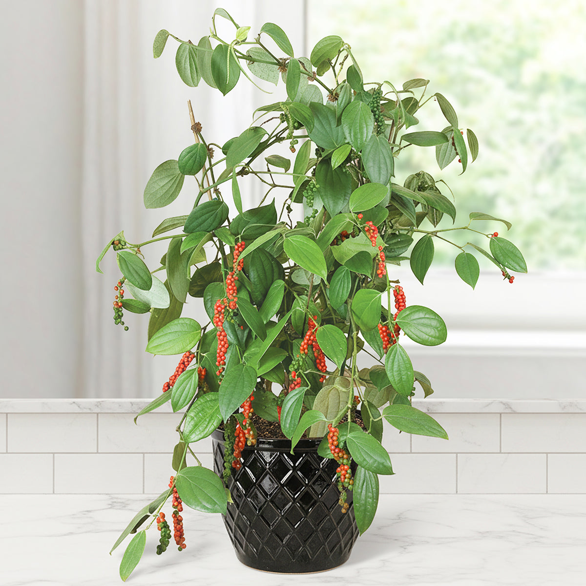 Black Pepper Plant (Piper nigrum) - Thumbnail 4