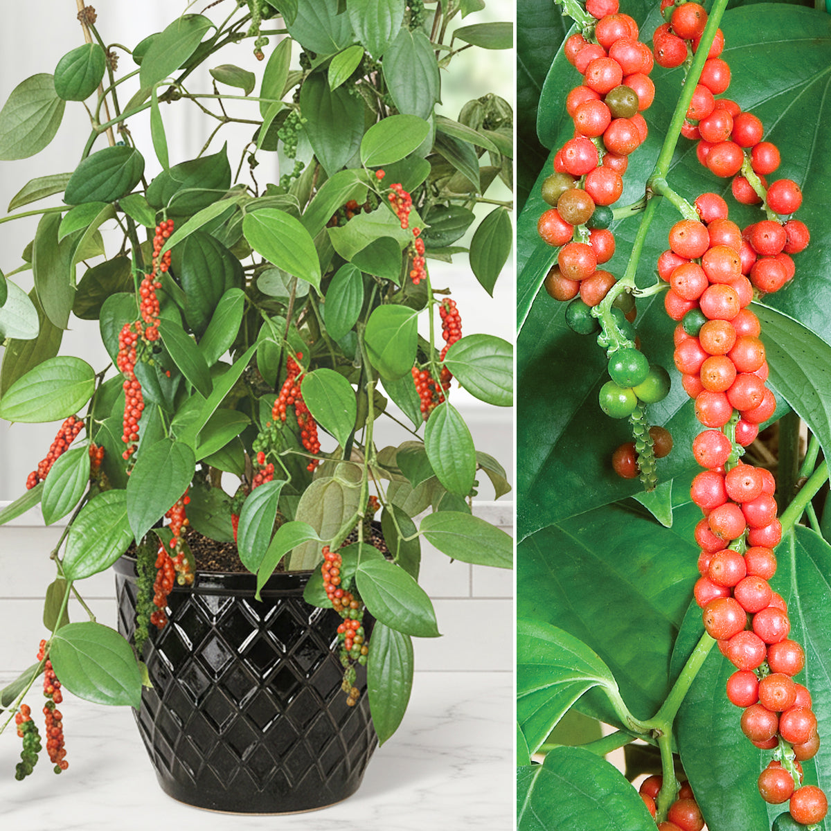 Black Pepper plants for sale