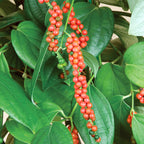 Black Pepper Plant (Piper nigrum)