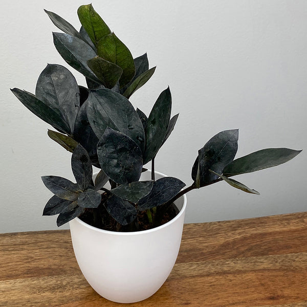 add curry to zz plant ZZ Plant ‘Black Queen’ For Sale – Logee's Plants