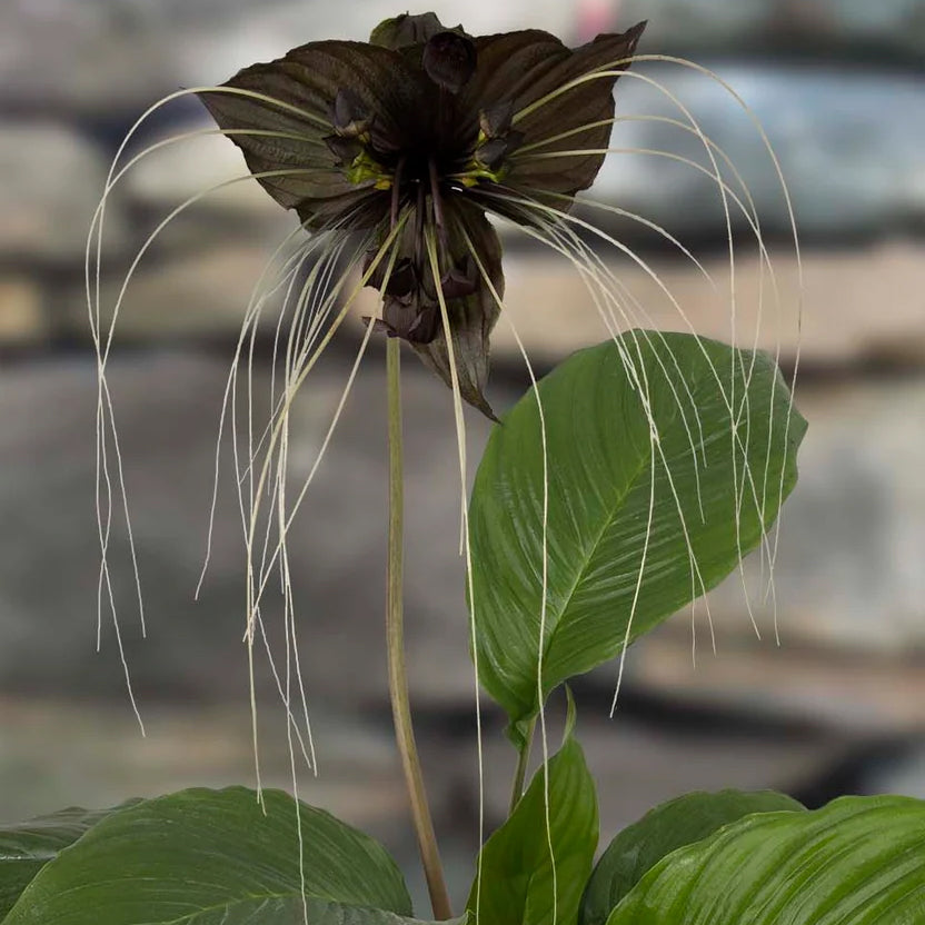 Black Bat Flower with long tendrils and glossy green leaves