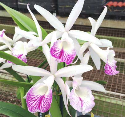 Blc. Orchid (intermedia x Morning Glory) ‘Doris’ (Brassavola x Laelia x Cattleya)
