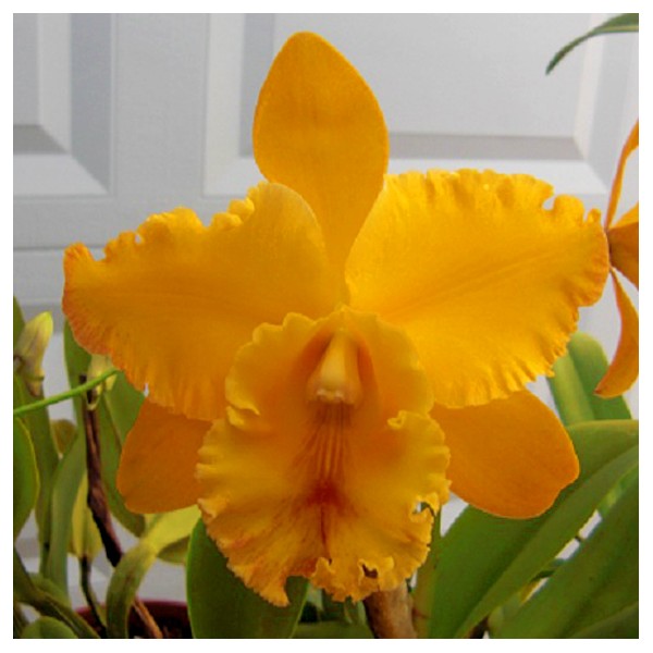 Blc. Orchid Liah Her ‘Glory’ (Brassavola x Laelia x Cattleya)