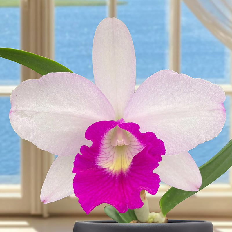 Blc. Orchid Aiea Lorraine (Brassavola x Laelia x Cattleya hybrid)