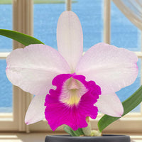 Blc. Orchid Aiea Lorraine (Brassavola x Laelia x Cattleya hybrid)