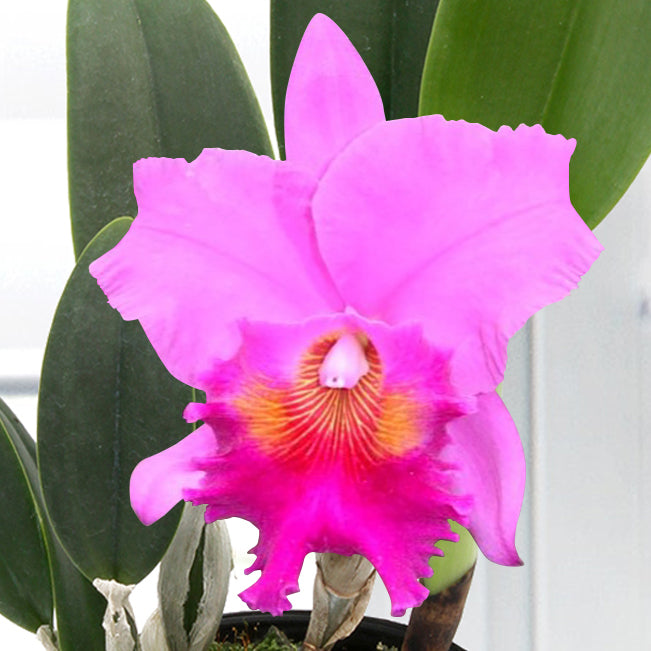Blc Orchid Amy Wakasugi ‘NN’ (Brassolaeliocattleya hybrid)