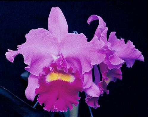 Blc. Orchid Jerri Ann Richard ‘Ruby Lip’ (Brassavola x Laelia x Cattleya hybrid)