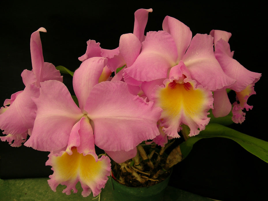 Blc. Marcella Koss ‘Pink Marvel’ AM/AOS (Brassavola x Laelia x Cattleya hybrid)