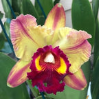 Rlc Orchid Toshie Aoki ‘Pizazz’