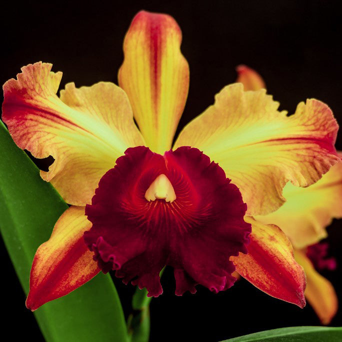 Rlc Orchid Toshie Aoki ‘Pizazz’ (Rhyncholaeliocattleya hybrid)