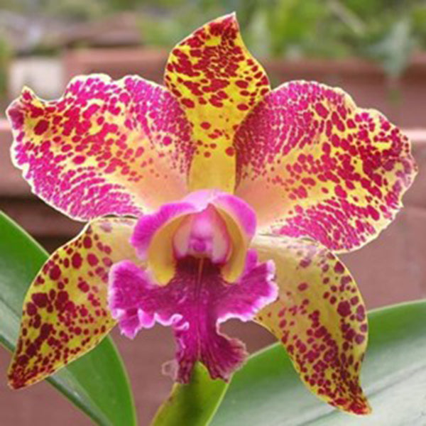 Blc. Orchid Waianae Leopard ‘Ching Hua’ HCC/AOS (Brassavola x Laelia x Cattleya hybrid)