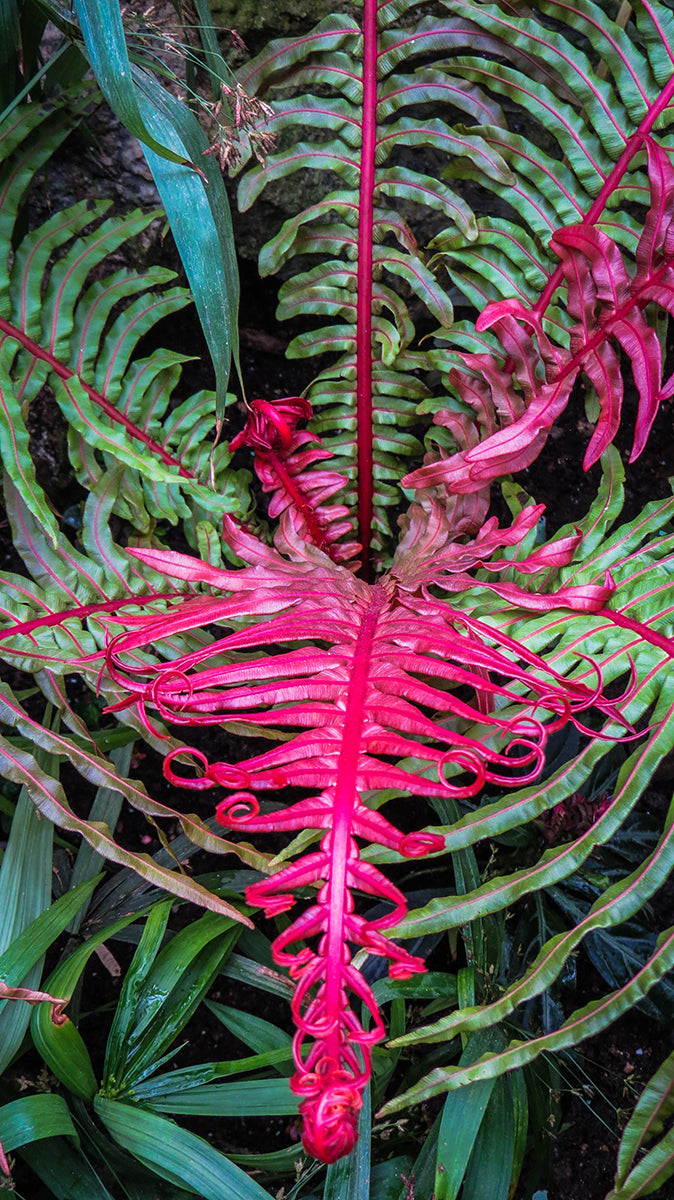 Dwarf Brazilian Tree Fern ‘Volcano’ (Blechnum brasiliense)