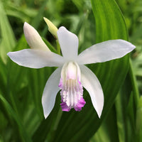 Hardy Terrestrial Orchid ‘Kuchibeni’