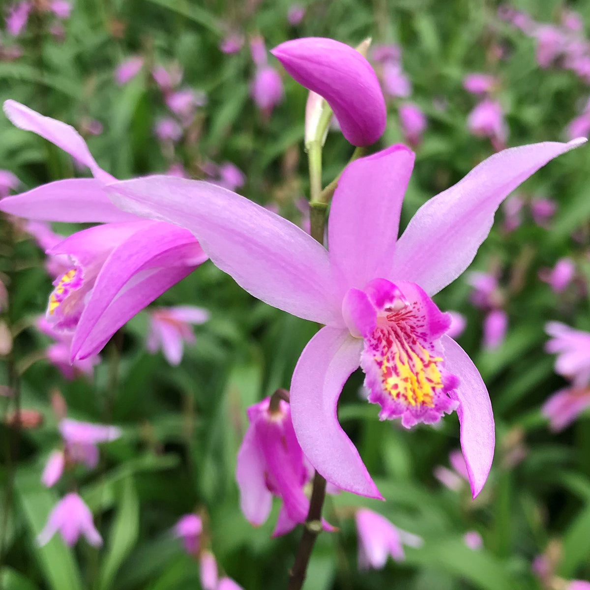 Hardy Terrestrial Orchid ‘Yokohama’ (Bletilla striata ’Yokohama’)