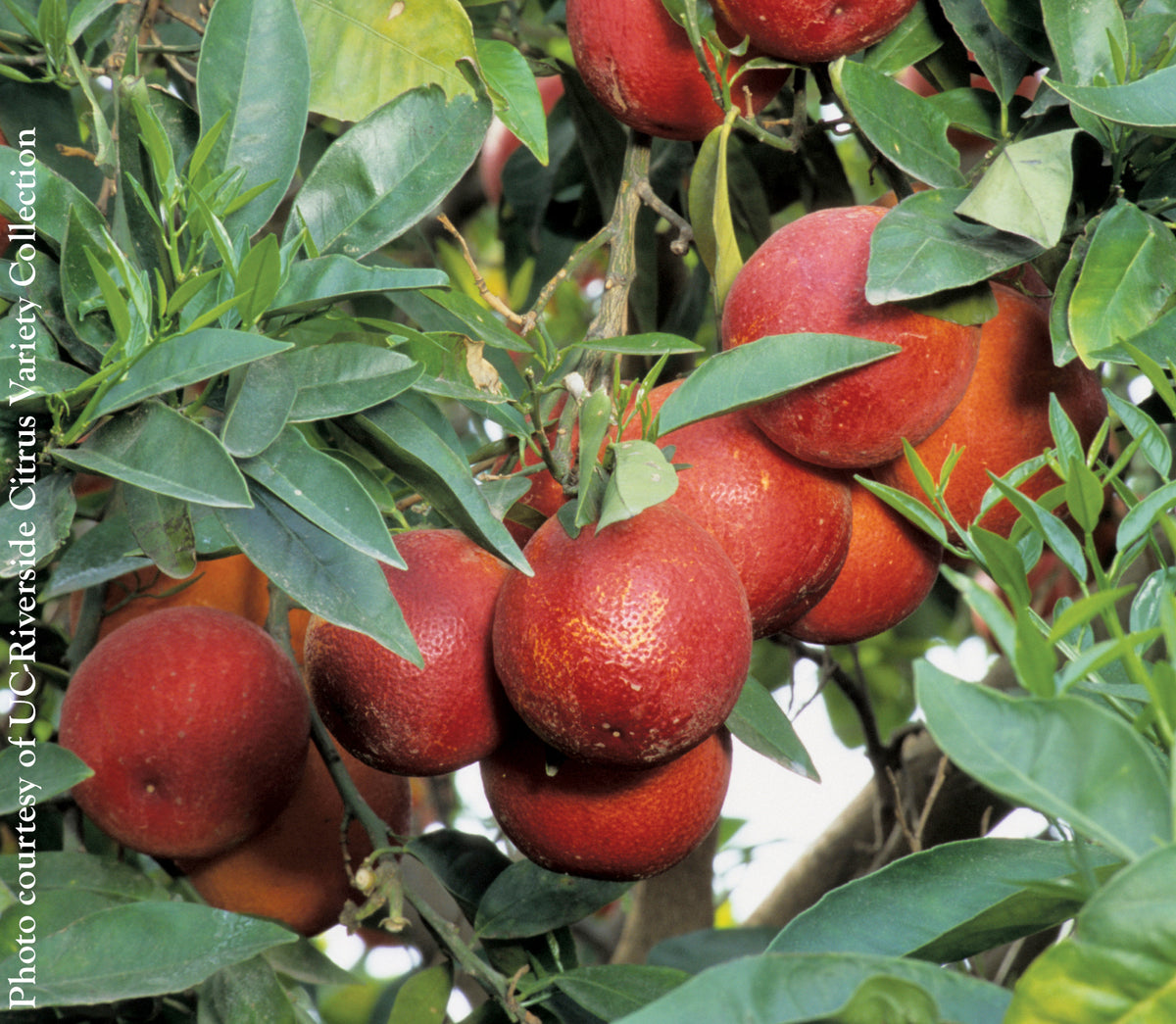 Blood Orange Tree ‘Smith Red’ For Sale – Logee's Plants
