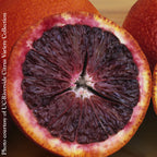 Blood Orange Tree ‘Smith Red’ (Citrus sinensis hybrid)