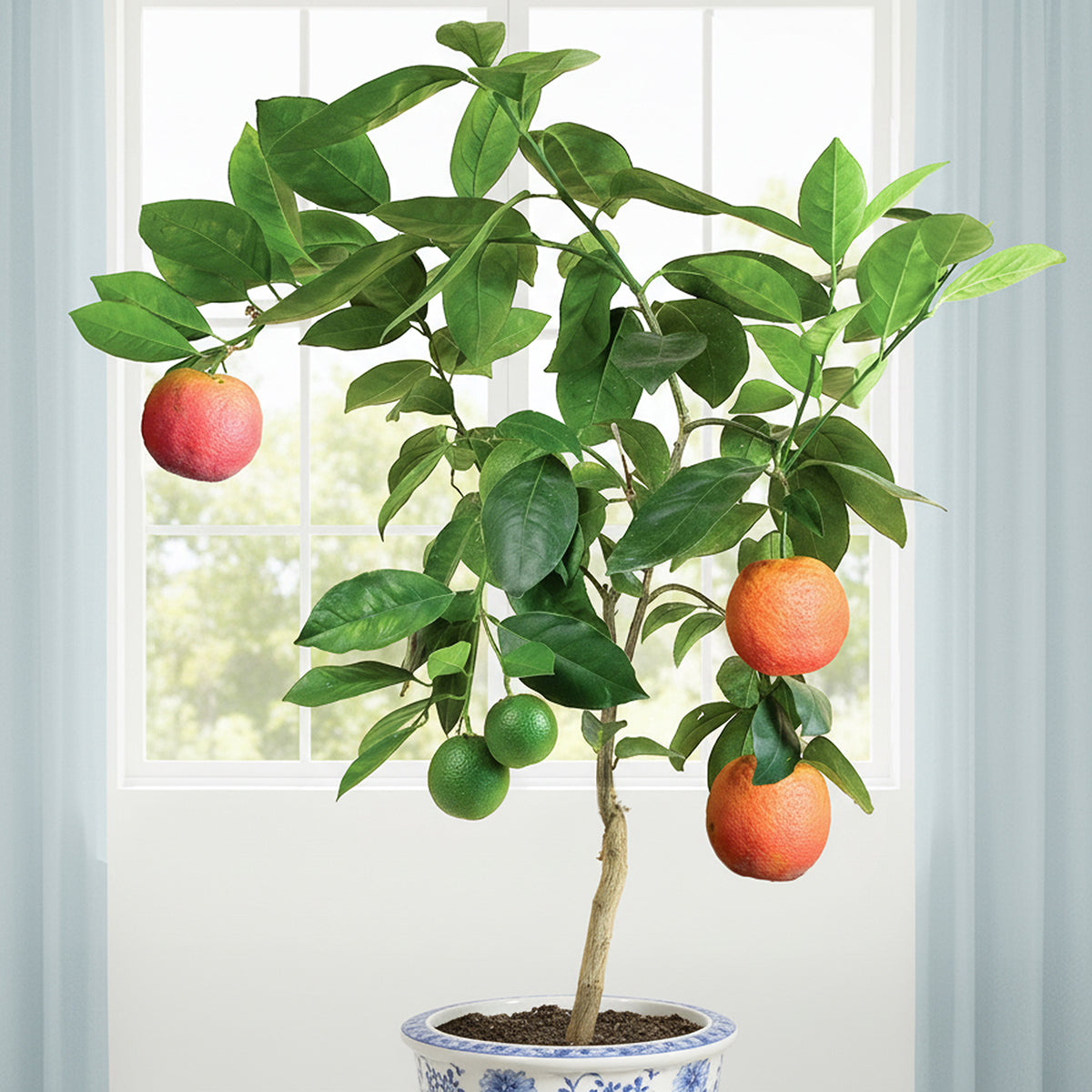 blood orange bonsai tree Blood Orange Tree ‘Vaniglia Sanguigno’ For Sale – Logee's Plants