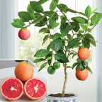 Blood Orange Tree Vaniglia Sanguigno plants for sale