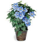 Blue Skyflower (Thunbergia grandiflora)