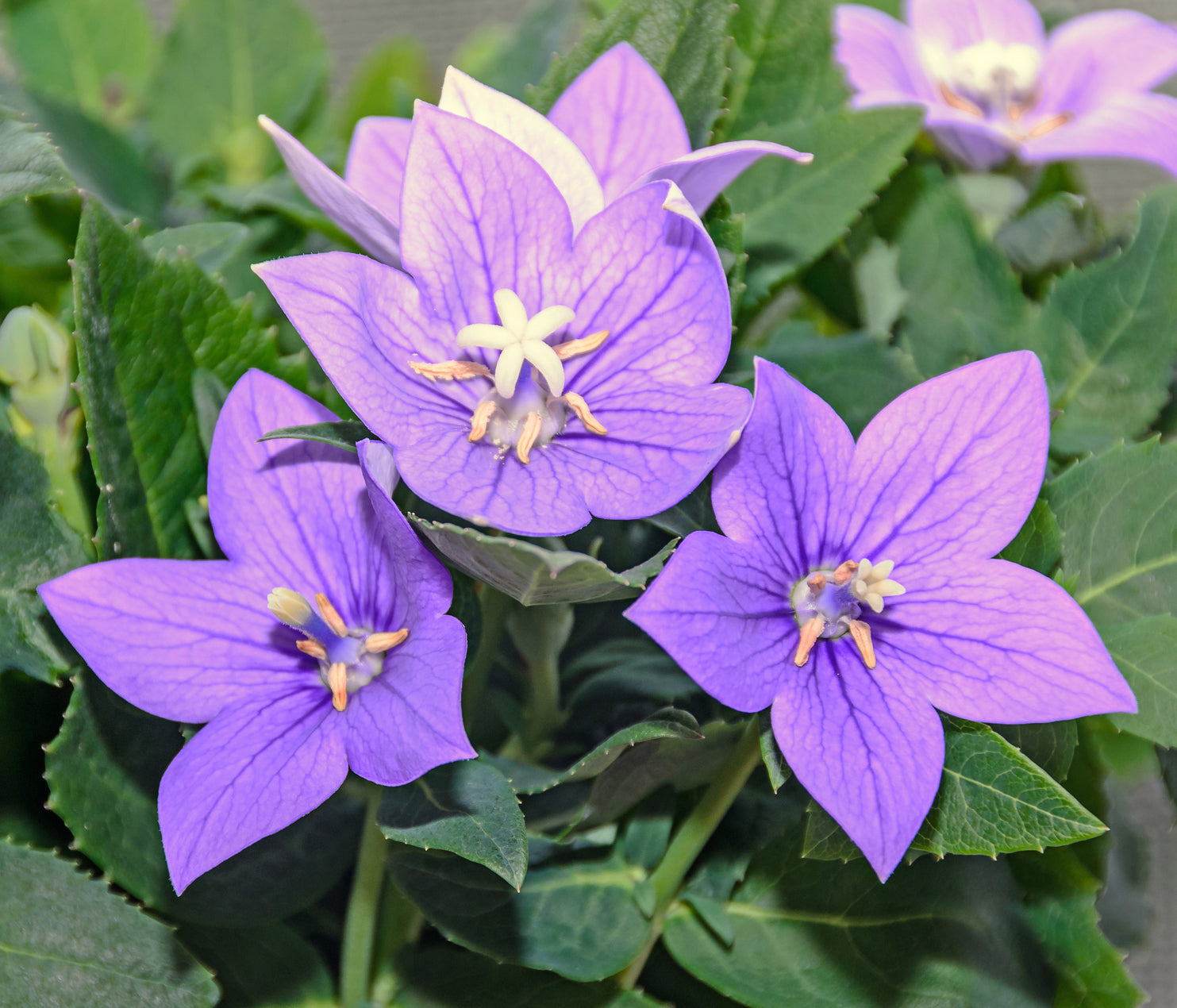 Balloon Flower (Platycodon grandiflorus)