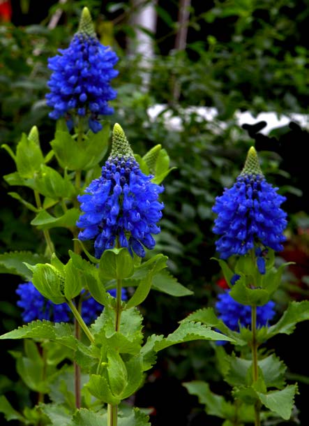 Blue Witches Hat (Pycnostachys urticifolia)