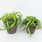 Curly Spider Plant 'Bonnie' (Chlorophytum comosum)