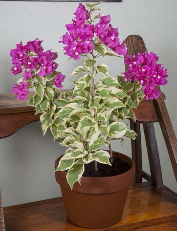 Bougainvillea 'Vera Variegata' (Bougainvillea hybrid)