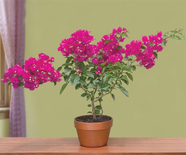 Bougainvillea ‘Vera Purple’ PP (Bougainvillea hybrid)