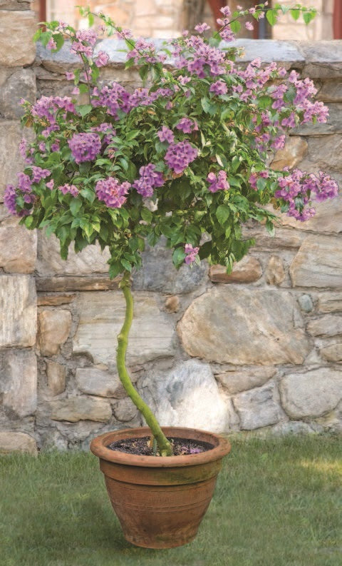 Tree Bougainvillea (Bougainvillea arborea)