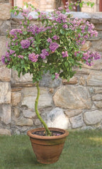 Tree Bougainvillea (Bougainvillea arborea)