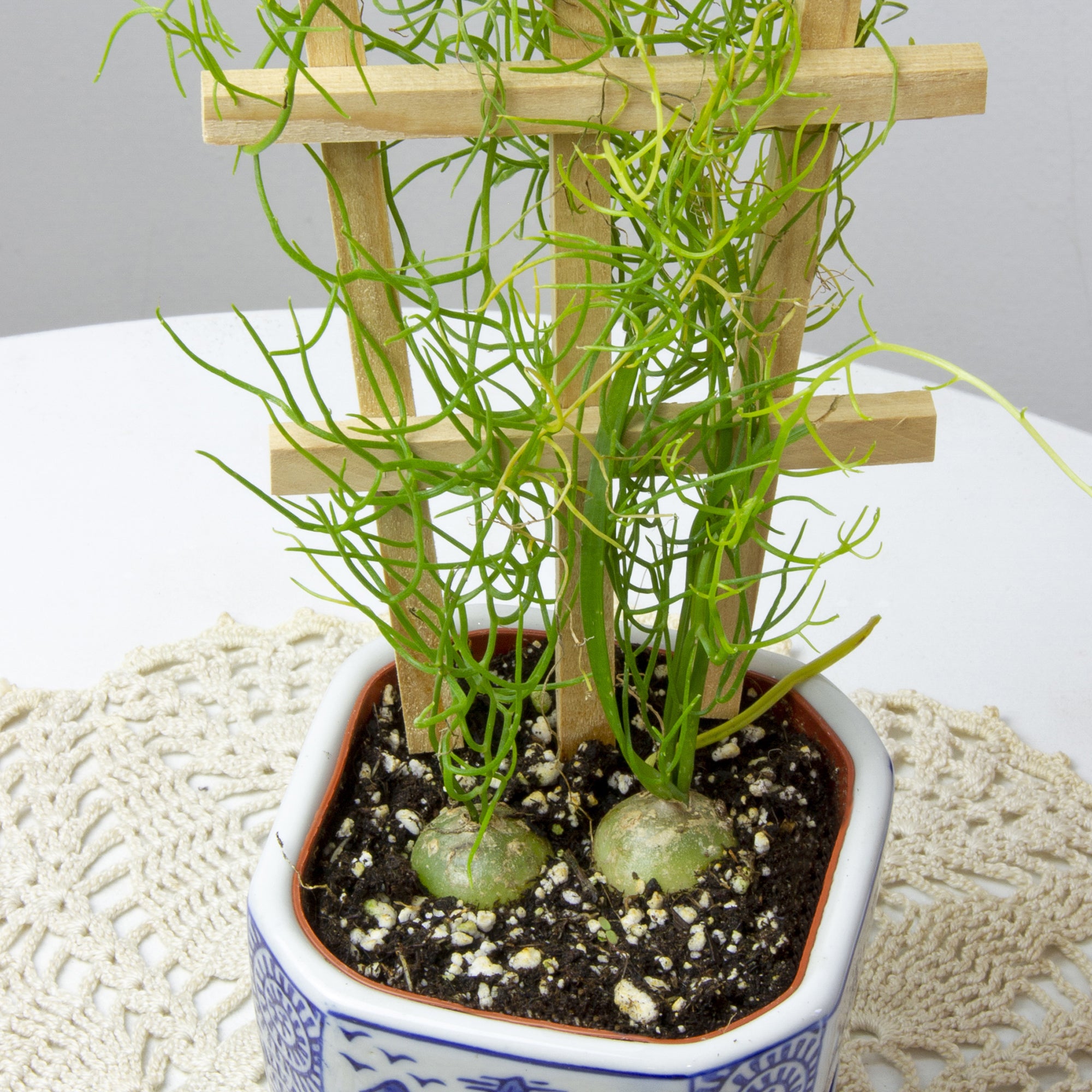 Climbing Onion on Trellis (Bowiea volubilis)