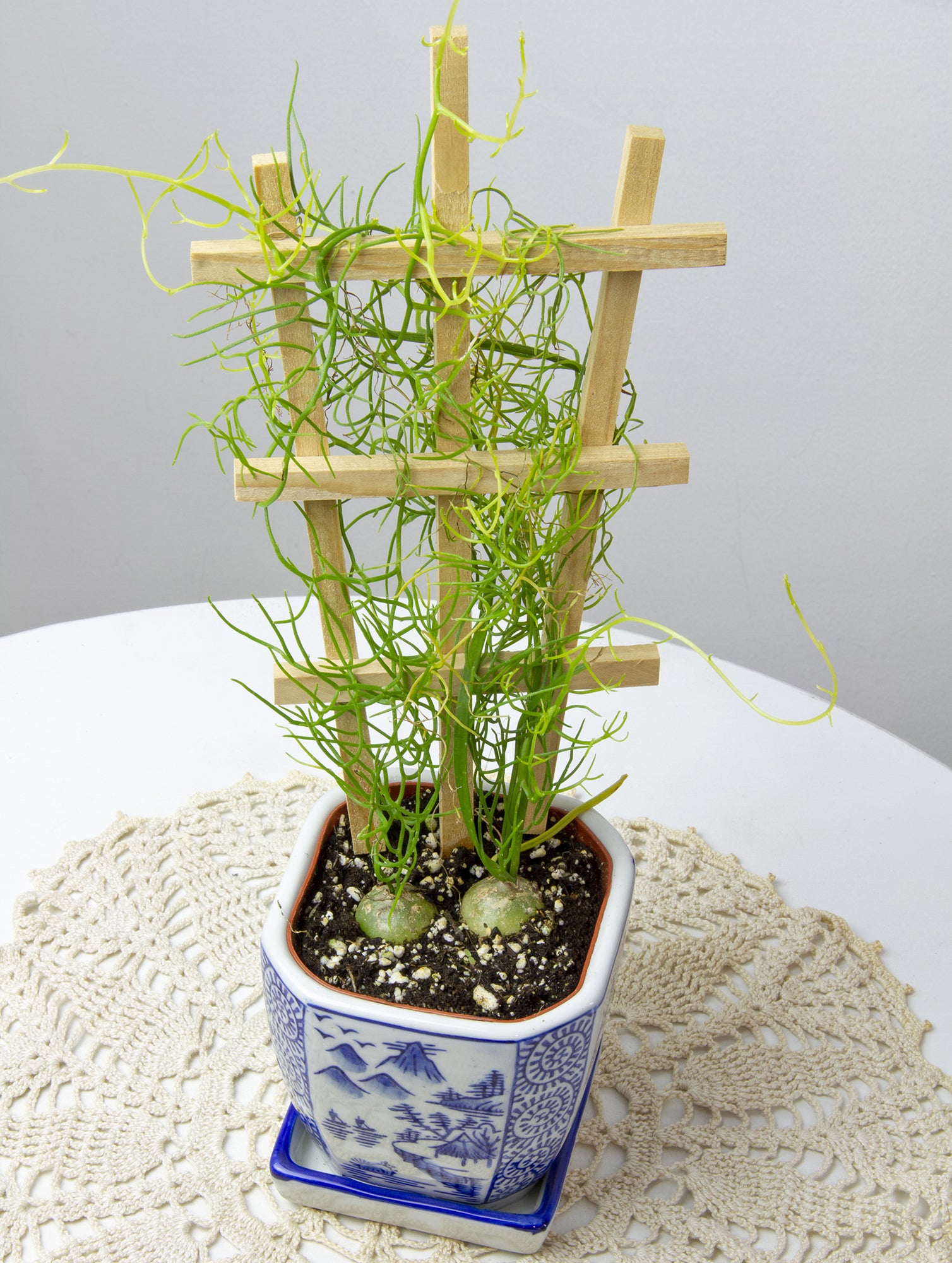 Climbing Onion on Trellis (Bowiea volubilis)