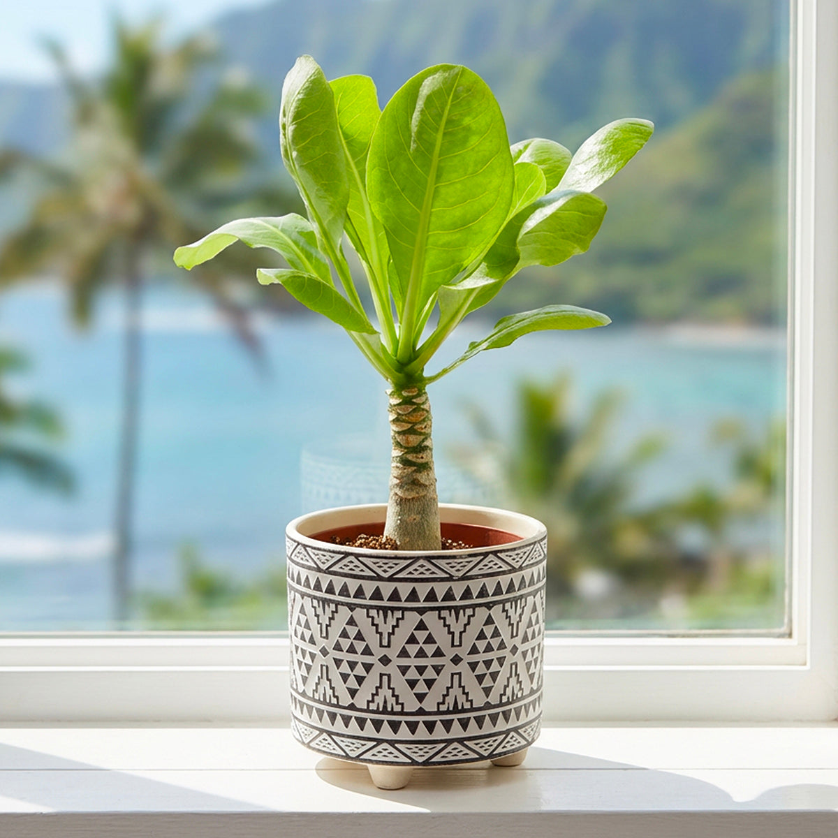 Hawaiian Palm Plant (Brighamia insignis)