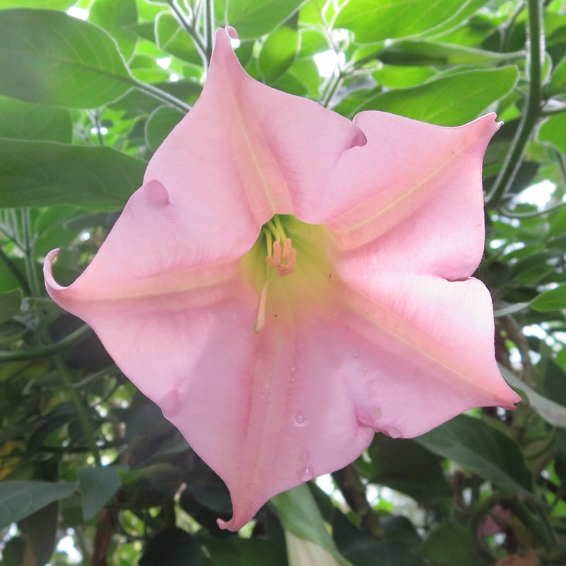 Angel’s Trumpet ‘Logee's Pink Champagne’ (Brugmansia hybrid)