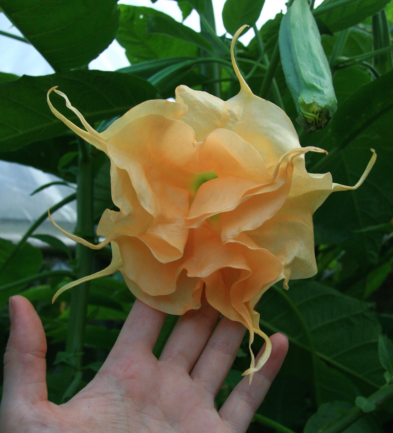 Angel’s Trumpet ‘Orange Marmalade’ (Brugmansia hybrid)