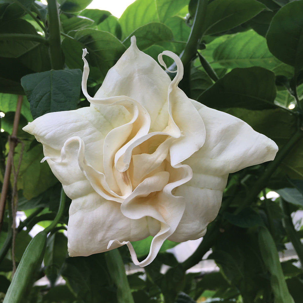 Angel’s Trumpet ‘Swingtime Lady’ (Brugmansia hybrid)