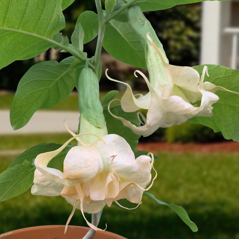 Angel’s Trumpet ‘Angel’s Apricot Sunrise’ (Brugmansia hybrid)
