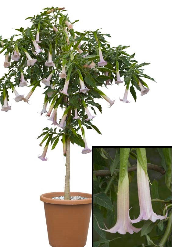 Angel’s Trumpet ‘Blushing Ballerina’ (Brugmansia hybrid)
